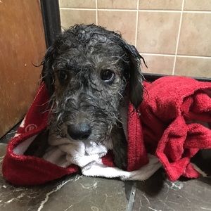 Meet your Posher, Deann